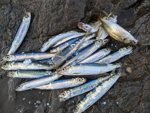 ウルメイワシの釣果