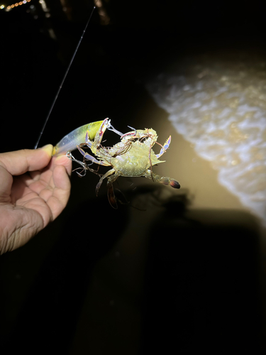 ワタリガニの釣果