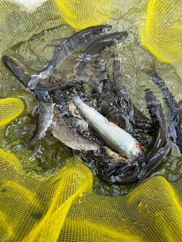 アユの釣果