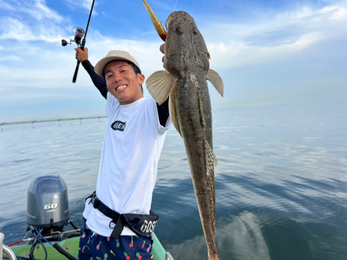 マゴチの釣果