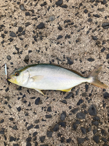 ショゴの釣果