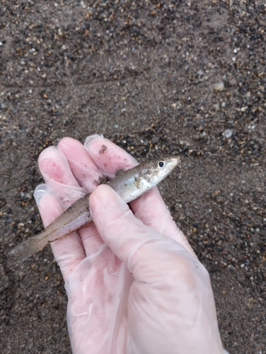 シロギスの釣果