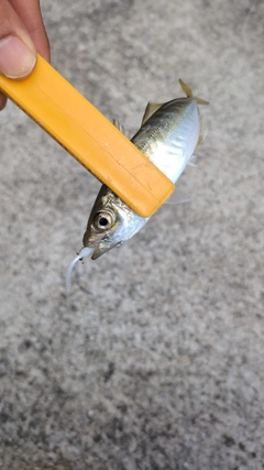 マアジの釣果