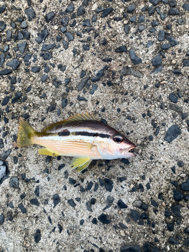 ヨコスジフエダイの釣果