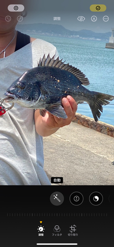 クロダイの釣果