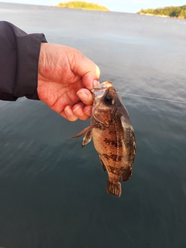 シロメバルの釣果