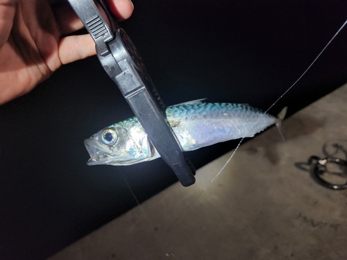 マサバの釣果