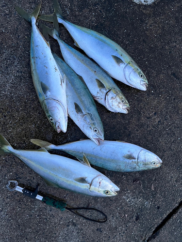 イナダの釣果