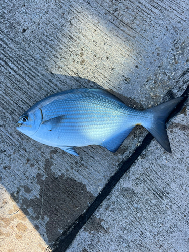 イスズミの釣果