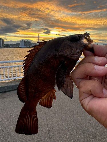 メバルの釣果