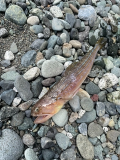 オキエソの釣果