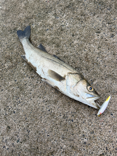 シーバスの釣果