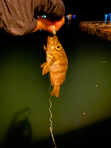 メバルの釣果