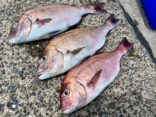 マダイの釣果