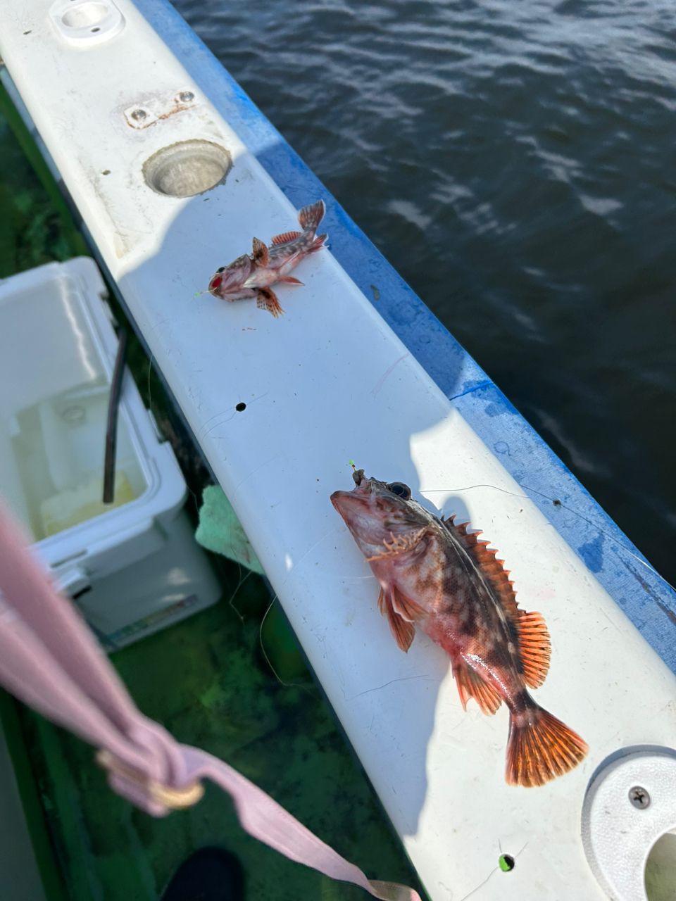 とりっちさんの釣果 2枚目の画像