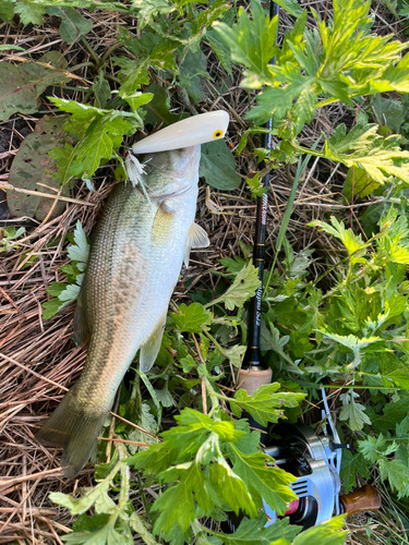 ラージマウスバスの釣果