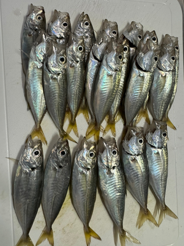 アジの釣果