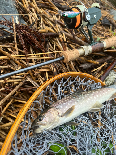 アメマスの釣果