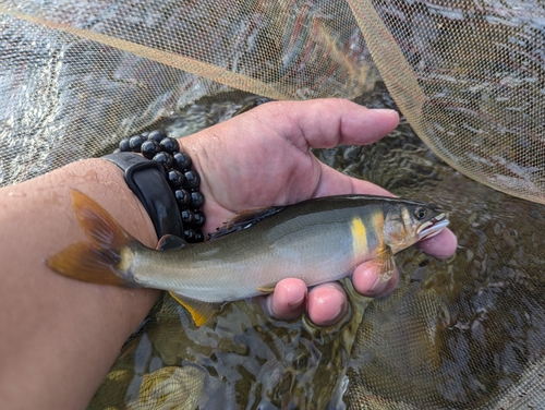 アユの釣果