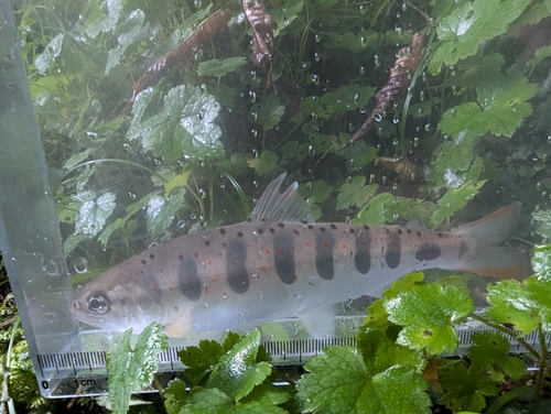 アユの釣果