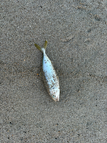 ワカシの釣果