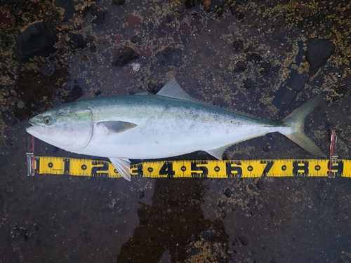 ブリの釣果