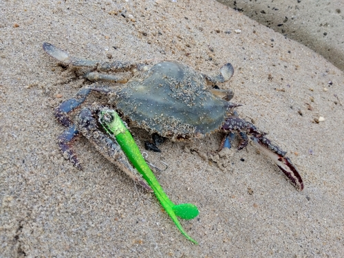 ワタリガニの釣果