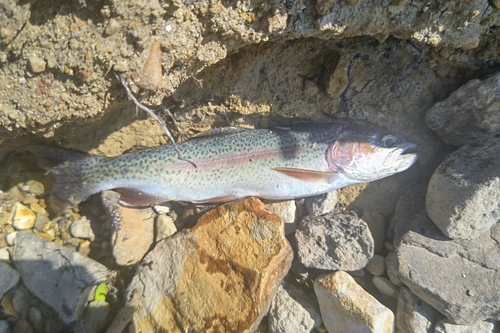 ニジマスの釣果