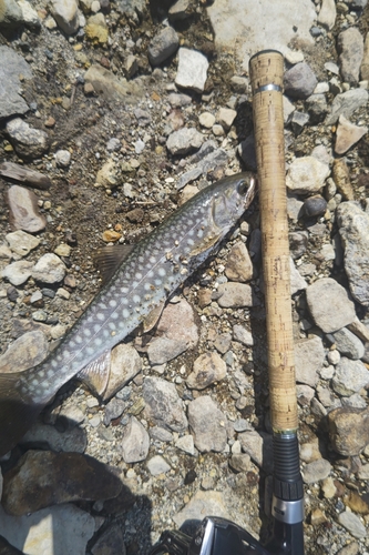 アメマスの釣果