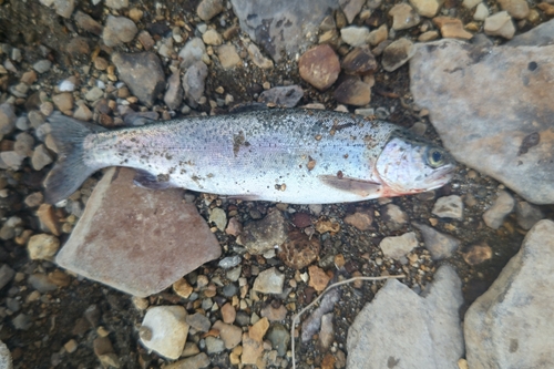 ニジマスの釣果