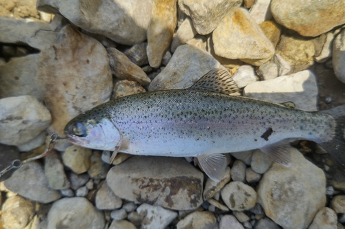 ニジマスの釣果