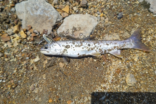 アメマスの釣果