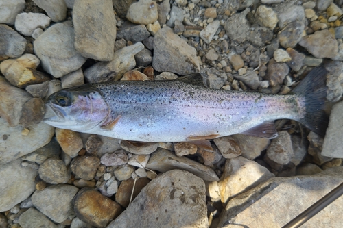 ニジマスの釣果