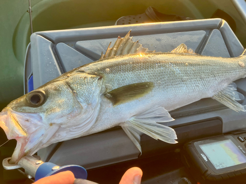 セイゴ（マルスズキ）の釣果