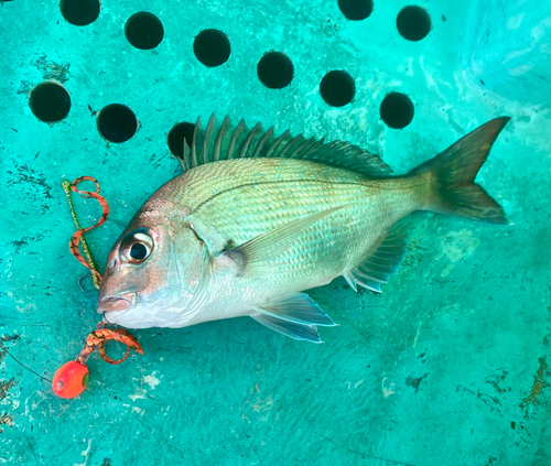 マダイの釣果