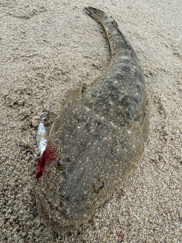 マゴチの釣果