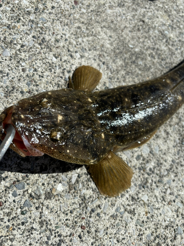 マゴチの釣果