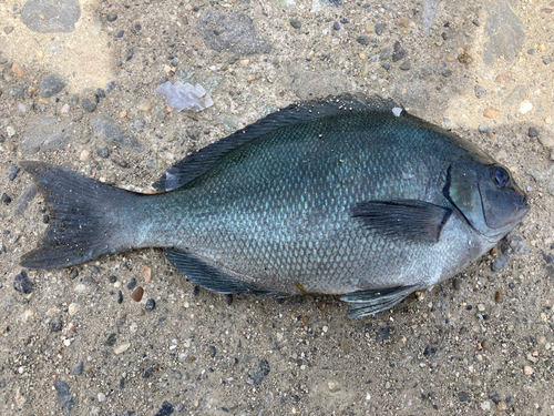 メジナの釣果