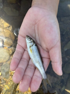 ウグイの釣果