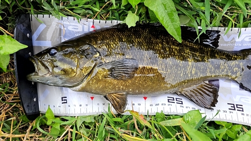 スモールマウスバスの釣果