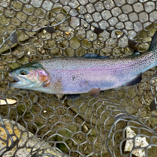 ニジマスの釣果