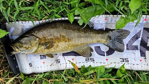 スモールマウスバスの釣果