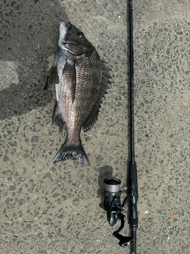 チヌの釣果