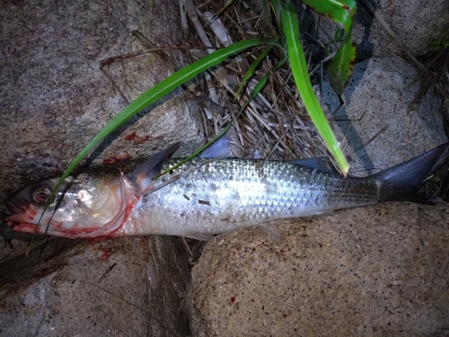 ボラの釣果