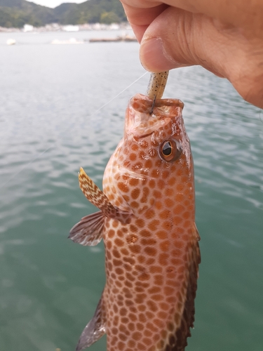 オオモンハタの釣果