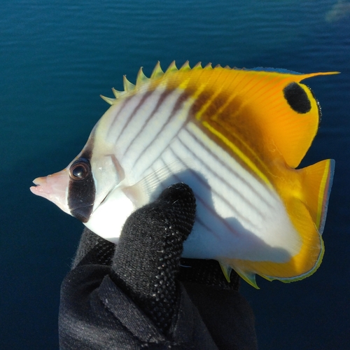 チョウチョウウオの釣果