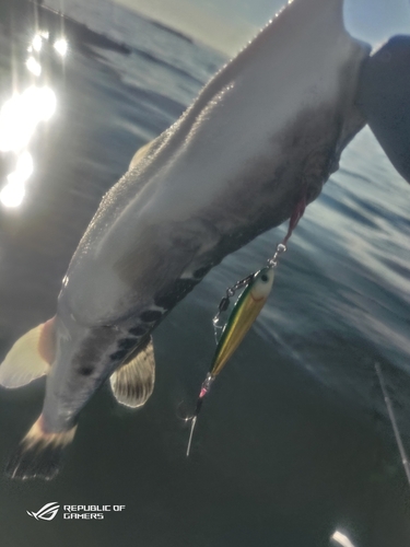 トラフグの釣果