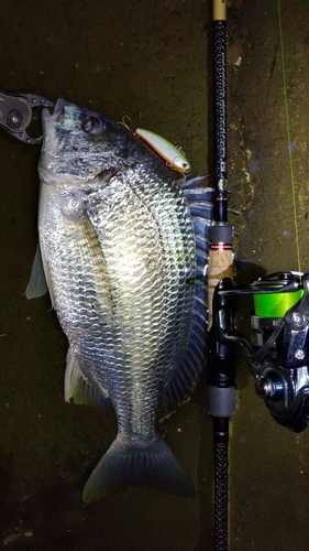 スズキの釣果