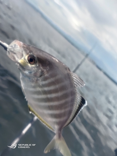 カイワリの釣果