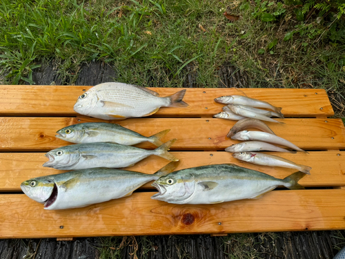 ワカシの釣果